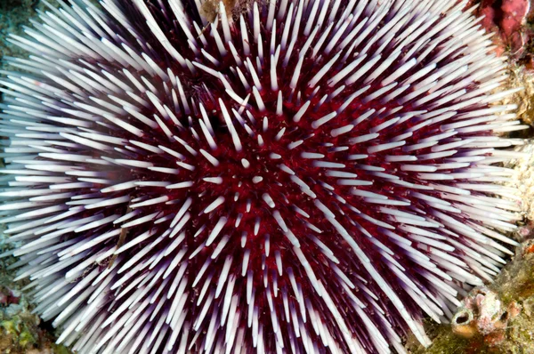 Mořský ježek — Stock fotografie