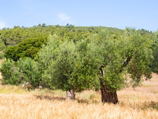 Olive Tree — Stock Photo, Image