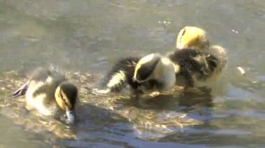 Bebek ördek yavrusu