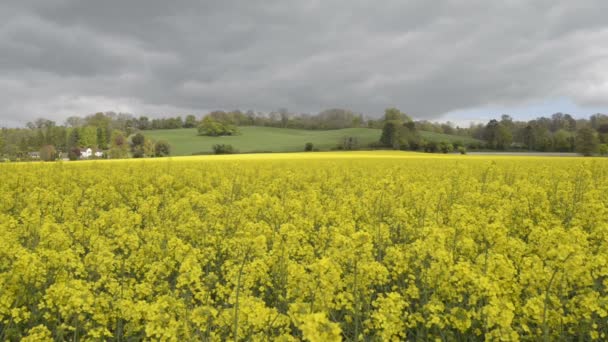 Geel koolzaad veld — Stockvideo