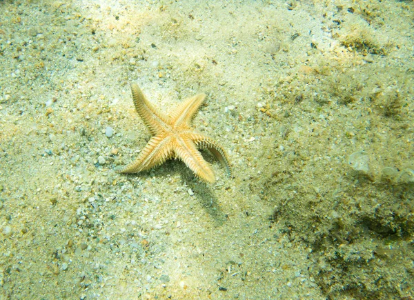 Zeesterren — Stockfoto