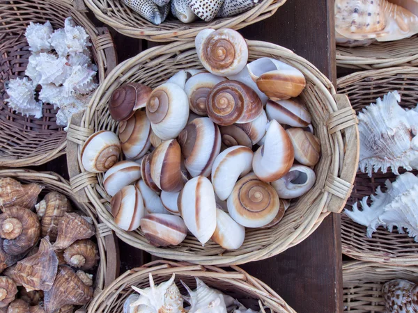 Sea Shells — Stock Photo, Image
