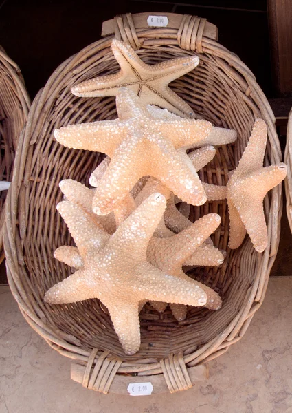 Starfish — Stock Photo, Image