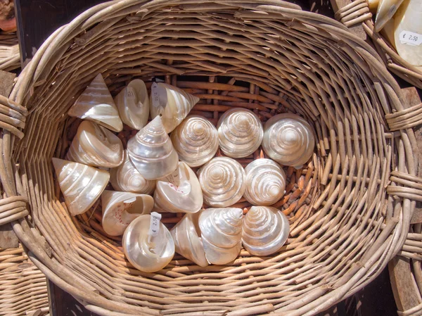 Slit snails — Stock Photo, Image