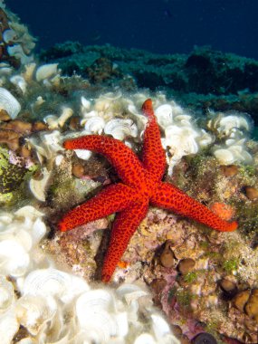 kırmızı deniz yıldızı