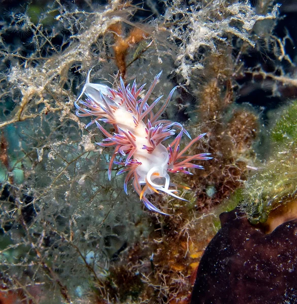 Nudibranch – stockfoto