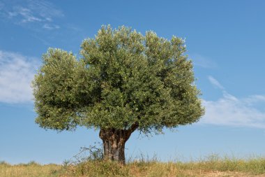 Yalnız zeytin ağacı