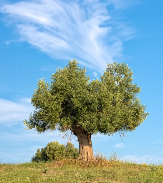 Árbol y Luna — Foto de Stock