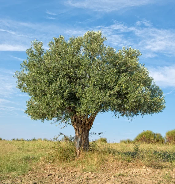 Lone Tree — Stock Photo, Image