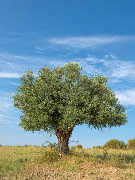 Olive Tree — Stock Photo, Image