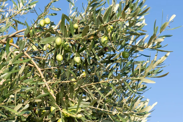 Aceitunas verdes en un árbol — Foto de Stock