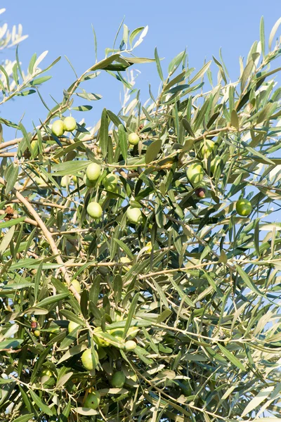 Зелені оливки на дереві — стокове фото