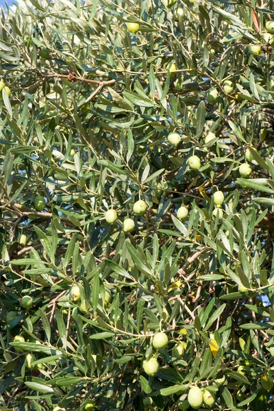 Olives on a tree — Stock Photo, Image