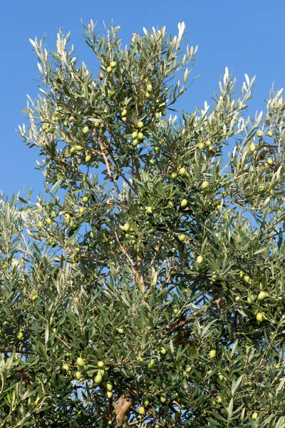 Groene olijven — Stockfoto