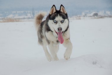 Husky güzel köpek