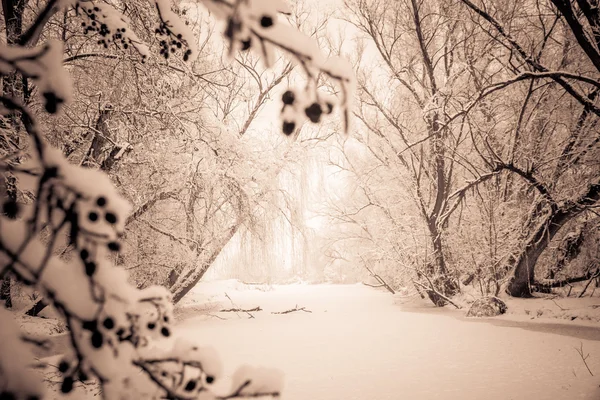 겨울은 2014에서 아름 다운 — 스톡 사진