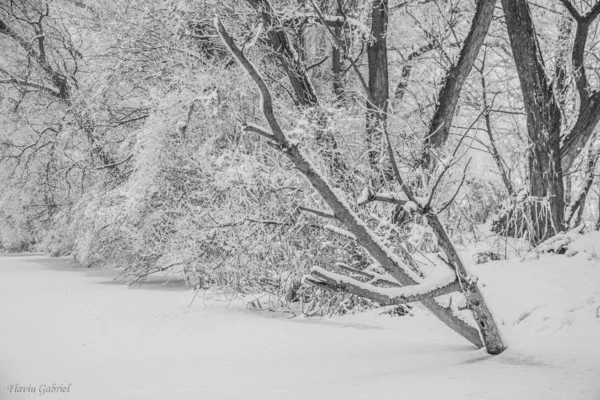 겨울은 2014에서 아름 다운 — 스톡 사진