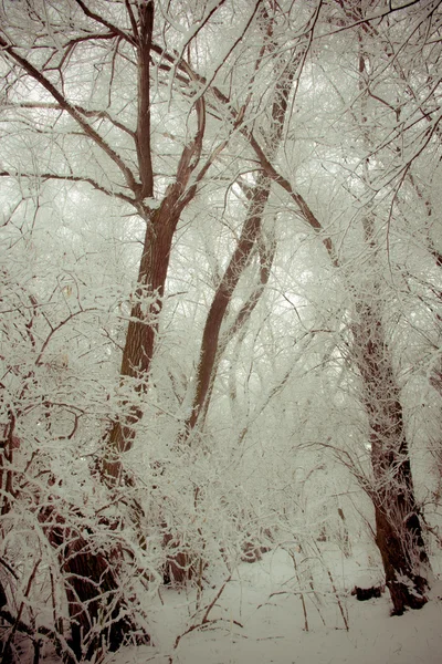 Kış 2014 yılında güzel — Stok fotoğraf