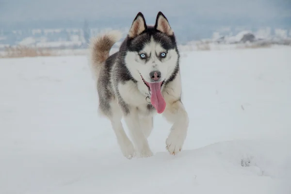 Husky güzel köpek — Stok fotoğraf