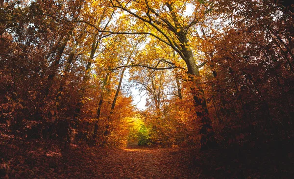 Široký Úhel Vzhůru Lese Nádherný Výhled Barevný Baldachýn Podzimními Barvami — Stock fotografie