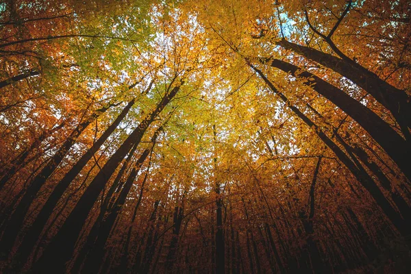 Amplio Ángulo Hacia Arriba Disparado Bosque Magnífica Vista Colorido Dosel —  Fotos de Stock