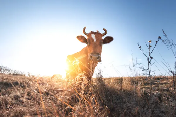 Feliz Vaca Soltera Prado Durante Atardecer Verano Vacas Pastoreo Tierras — Foto de Stock