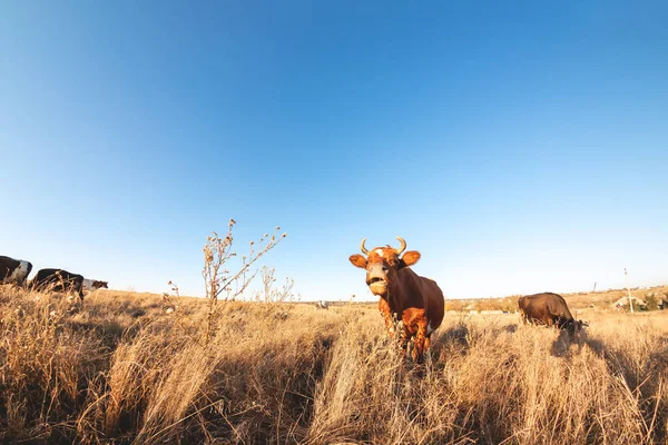 Gelukkige Eenzame Koe Wei Tijdens Zonsondergang Graaskoeien Landbouwgrond Runderen Eten — Stockfoto