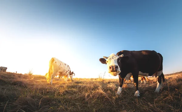Feliz Vaca Soltera Prado Durante Atardecer Verano Vacas Pastoreo Tierras — Foto de Stock