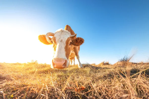 Bonne Vache Célibataire Dans Prairie Pendant Coucher Soleil Été Pâturage Images De Stock Libres De Droits
