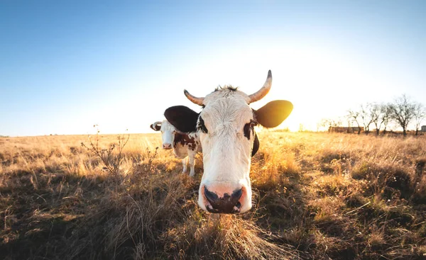 Bonne Vache Célibataire Dans Prairie Pendant Coucher Soleil Été Pâturage Image En Vente