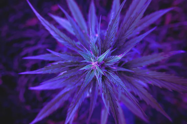 Mor Marihuana Yaprakları Koyu Arkaplanda Yeşil Damarlı Kenevir Bitkisi Çiçekli — Stok fotoğraf