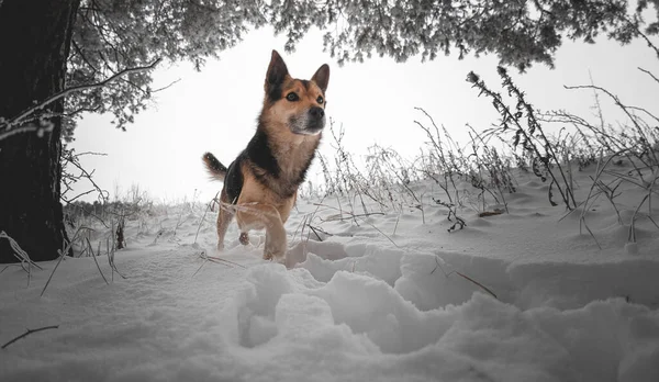 Dog Dark Forest Winter Pet Brown Color Walks Deep Snow — стоковое фото