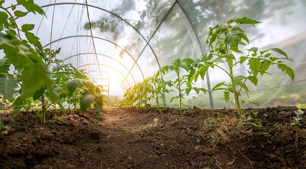 Growing tomatoes at home in the open field in a greenhouse
