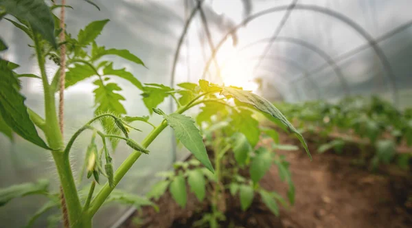 Bir seranın açık arazisinde domates yetiştirmek.