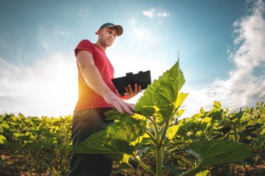 Genç bir tarım uzmanı tarım arazisindeki genç ayçiçeği bitkilerini inceliyor. Güneşli bir günde, yeşil bir çiçek tarlasında çiftçi