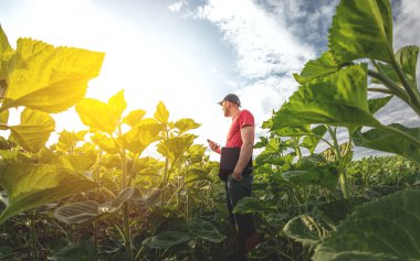 Genç bir tarım uzmanı tarım arazisindeki genç ayçiçeği bitkilerini inceliyor. Güneşli bir günde, yeşil bir çiçek tarlasında çiftçi