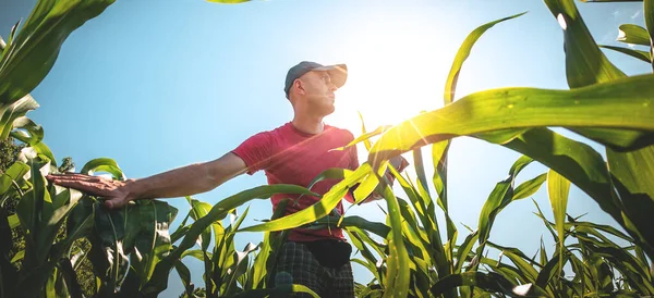 Egy Fiatal Agronómus Kukoricát Vizsgál Mezőgazdasági Földeken Farmer Kukoricaföldön Egy Stock Kép