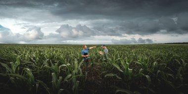 Bulutlu bir günde tarımsal mısır tarlasında iki çiftçi. Yağmurlu bulutların arka planında tarımcı