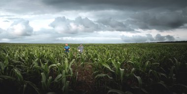 Bulutlu bir günde tarımsal mısır tarlasında iki çiftçi. Yağmurlu bulutların arka planında tarımcı