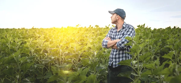 Farmer Stands Background Agricultural Field Sunflowers Selective Focus Panorama Agronomist — Stock Photo, Image
