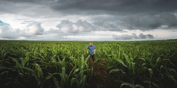 Farmer Sprawdza Kolby Kukurydzy Swoim Polu Pochmurny Dzień Agronomist Polu — Zdjęcie stockowe