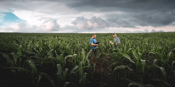 Dwóch Rolników Polu Kukurydzy Pochmurny Dzień Agronomist Polu Tle Deszczowych — Zdjęcie stockowe