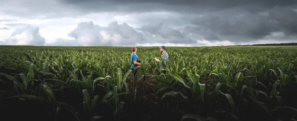 Dwóch Rolników Polu Kukurydzy Pochmurny Dzień Agronomist Polu Tle Deszczowych — Zdjęcie stockowe