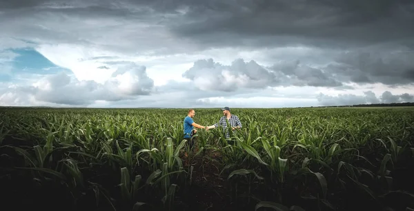 Bulutlu bir günde tarımsal mısır tarlasında iki çiftçi. Yağmurlu bulutların arka planında tarımcı