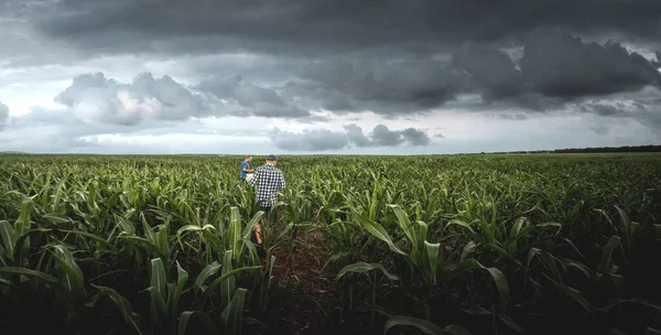 Bulutlu bir günde tarımsal mısır tarlasında iki çiftçi. Yağmurlu bulutların arka planında tarımcı