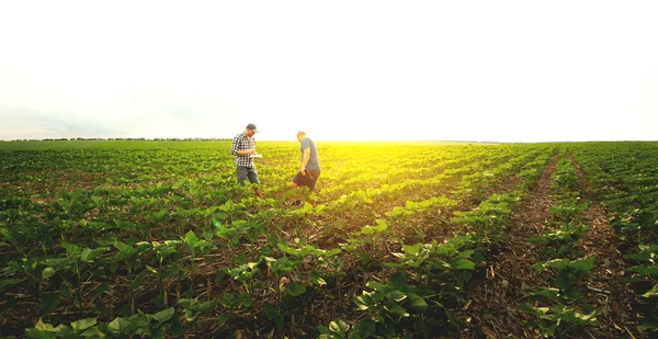 Two Farmers Agricultural Field Sunflowers Agronomist Farmer Inspect Potential Yield — 스톡 사진