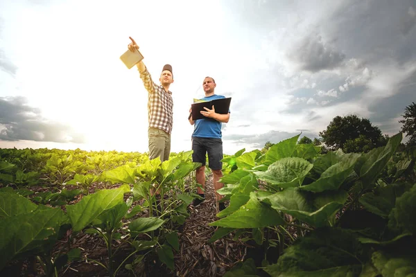 Dwóch Rolników Polu Słoneczników Rolnicy Rolnicy Kontrolują Potencjalne Plony — Zdjęcie stockowe