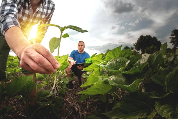 Tarımsal bir ayçiçeği tarlasında iki çiftçi. Agronomist ve çiftçi potansiyel verimi denetliyor