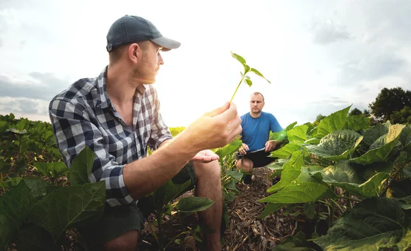 Dwóch Rolników Polu Słoneczników Rolnicy Rolnicy Kontrolują Potencjalne Plony — Zdjęcie stockowe