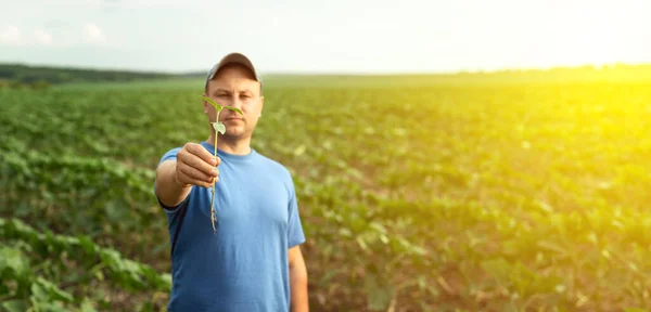 Farmář Drží Svých Rukou Slunečnicové Sazenice Selektivní Soustředění Zemědělský Agronomista — Stock fotografie